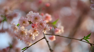 鲜花特写镜头 移动摇移视频素材