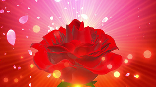 旋转3D玫瑰花情人节背景视频视频素材