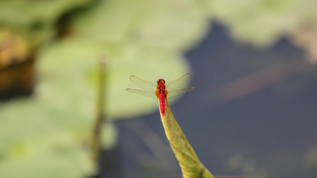 夏日红蜻蜓视频素材