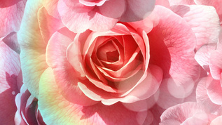 玫瑰花动态背景视频素材
