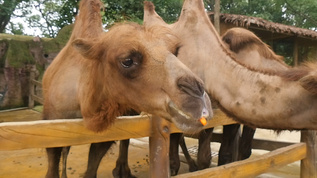 骆驼喂养视频素材