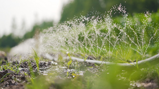 4k农业灌溉自动喷淋浇水视频素材