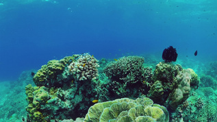 具有珊瑚礁的水下世界视频素材