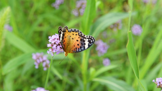 蝴蝶在花丛传播花粉视频素材