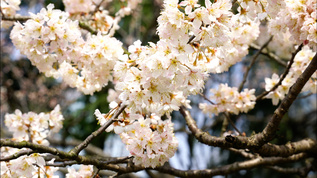 春天公园里盛开的桃花视频素材