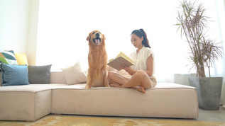 居家女生和金毛犬坐在沙发看书视频素材
