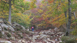 女青年在秋天走在山脚林里视频素材
