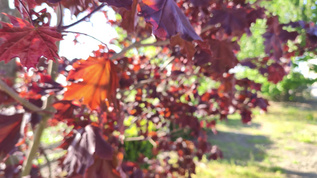 秋天树上的叶子视频素材