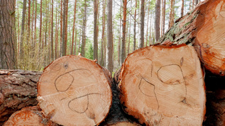 林中砍伐的树干视频素材