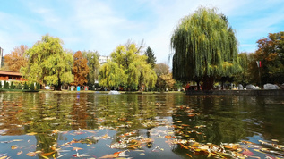 秋天在美丽的公园中水面上叶子树多彩视频素材