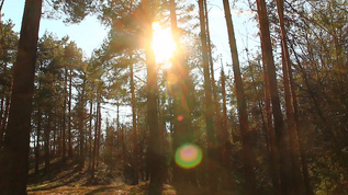 在森林中阳光明媚的一天视频素材