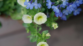 夏日花园菜园鲜花植物生机勃勃视频素材