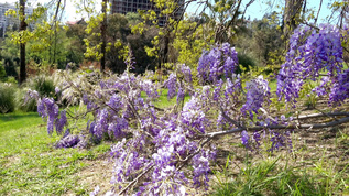 花园里的紫色花视频素材