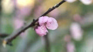 春天开花春天桃花盛开视频素材