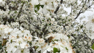 春天树花开花视频素材
