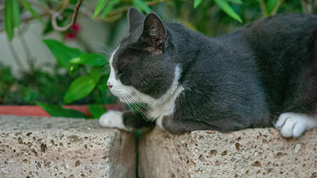 可爱灰色猫咪肖像视频素材