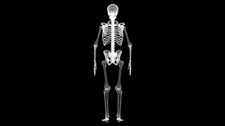 三维人体骨骼 4k视频素材