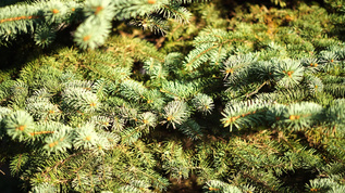 植物群mov格式视频下载_正版视频编号3888474-摄图网