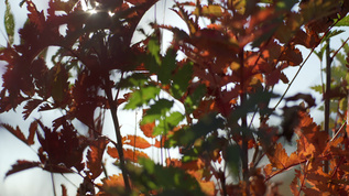 秋叶树枝视频素材