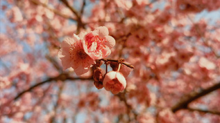 春天你好桃花盛开的季节视频素材