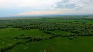 新疆航拍原始森林草原视频素材