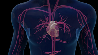 3D医疗教育心脏病发动态视频模板视频素材
