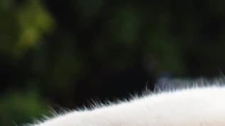 户外草坪上可爱的装睡的猫咪宠物猫素材流浪猫mp4格式视频下载_正版视频编号4453624-摄图网