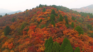 秦岭枫叶航拍视频素材