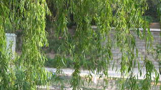 河边柳树上有两只小麻雀4K视频素材