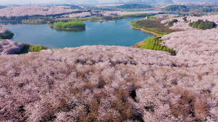 贵州平坝樱花农场视频素材