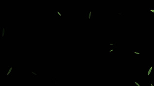 透明通道树叶飘落素材mov格式视频下载_正版视频编号64179-摄图网