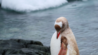 Leucistic gentoo 企鹅视频素材