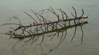 湖中的枯树视频素材