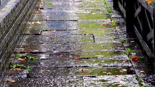 雨滴滴落在石板路上视频素材
