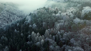 德国森林的冬天视频素材