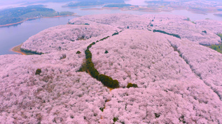 航拍4k樱花园花海视频素材