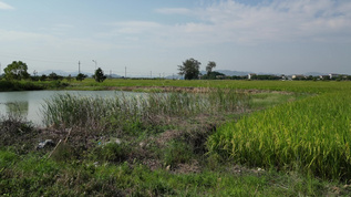 稻田乡村视频素材