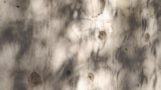 复古墙面上的树叶光影空镜视频素材