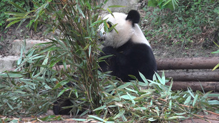 成都大熊猫拍摄视频素材