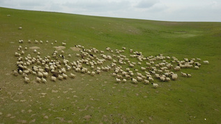 草原上的羊群视频素材