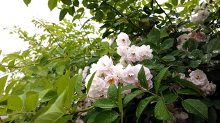 雨中蔷薇视频素材