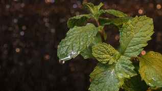 雨中的小草薄荷视频素材