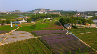 4k乡间花田视频素材