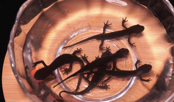 商品娃娃鱼东方蝾螈