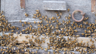 蜂蜜养殖管理视频素材