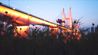 城市夜景桥梁低角度花丛视频素材