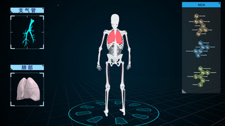 科技感4K人体骨骼肺部支气管展示视频视频素材