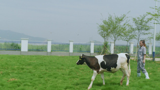 现代化奶牛养殖场视频素材