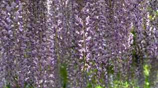 公园里的紫藤花视频素材