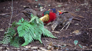 野生动物红腹锦鸡与长尾雉在吃食 视频素材